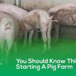 You Should Know This Before Starting A Pig Farm