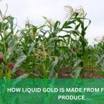 HOW LIQUID GOLD IS MADE FROM FRESH CORN PRODUCE