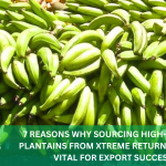 7 REASONS WHY SOURCING HIGH-QUALITY PLANTAINS FROM XTREME RETURNS FARM IS VITAL FOR EXPORT SUCCESS