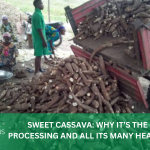 SWEET CASSAVA: WHY IT’S THE BEST FOR PROCESSING AND ALL ITS MANY HEALTH BENEFITS