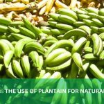 THE USE OF PLANTAIN FOR NATURAL COSMETICS