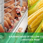 8 ADVANTAGES OF YELLOW CORN FOR LIVESTOCK FEED
