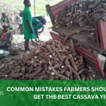 COMMON MISTAKES FARMERS SHOULD AVOID TO GET THE BEST CASSAVA YIELD