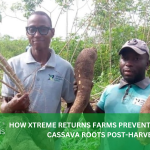 XTREME RETURNS FARM PREVENTS DAMAGE TO CASSAVA ROOTS POST HARVEST