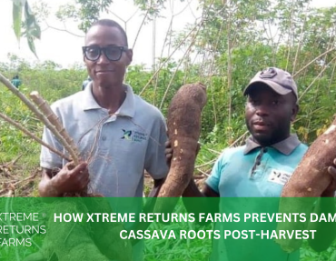 XRF BLOG HEADER 29 XRF BLOG HEADER 29