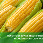 BENEFITS OF BUYING FRESH CORN DIRECTLY FROM XTREME RETURNS FARMS