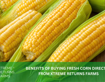 XRF BLOG HEADER 31 XRF BLOG HEADER 31