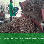 THE ECONOMIC IMPORTANCE OF CASSAVA IN NIGERIA