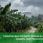 7 REASONS WHY THE RAINY SEASON IS IMPORTANT FOR ORGANIC CROP PRODUCTION